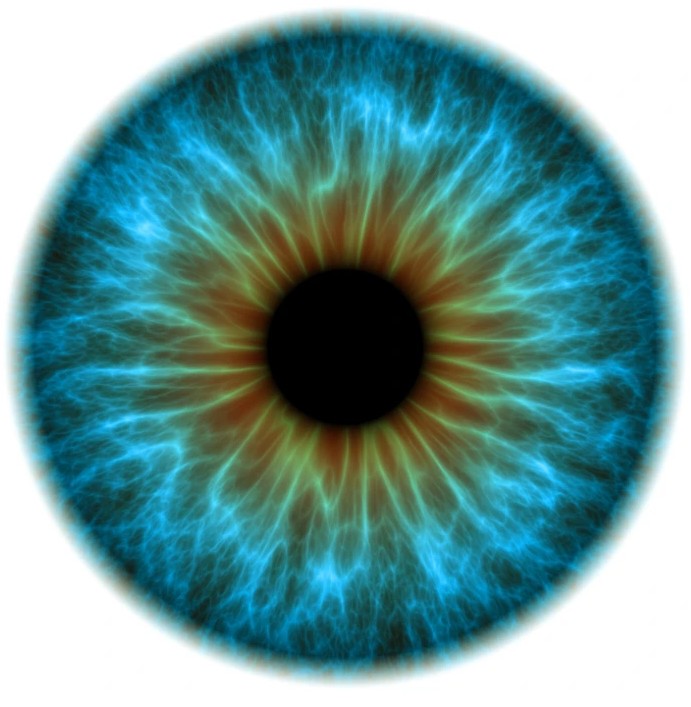  Close-up of an iris.